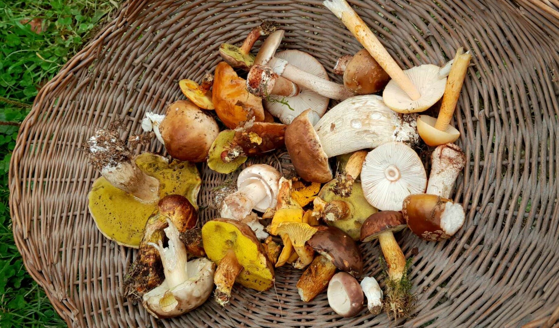 Vive l’automne, la saison des champignons !