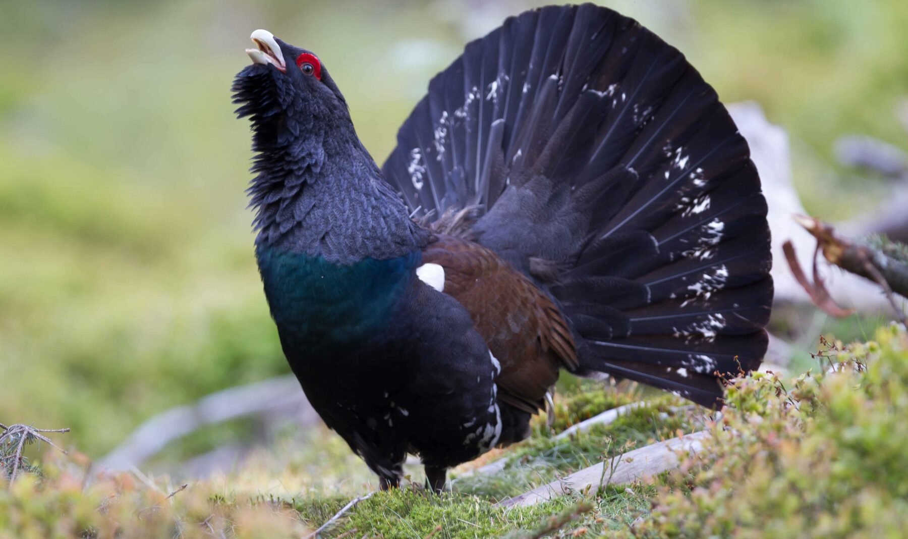 Des ailes et des cuisses au menu des Néandertaliens