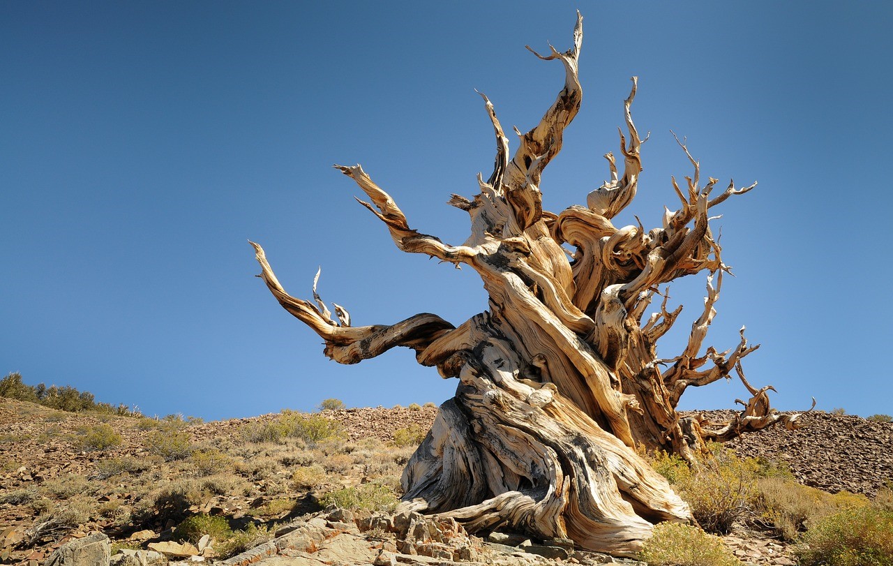 Les cernes de croissance des arbres racontent les températures estivales du passé