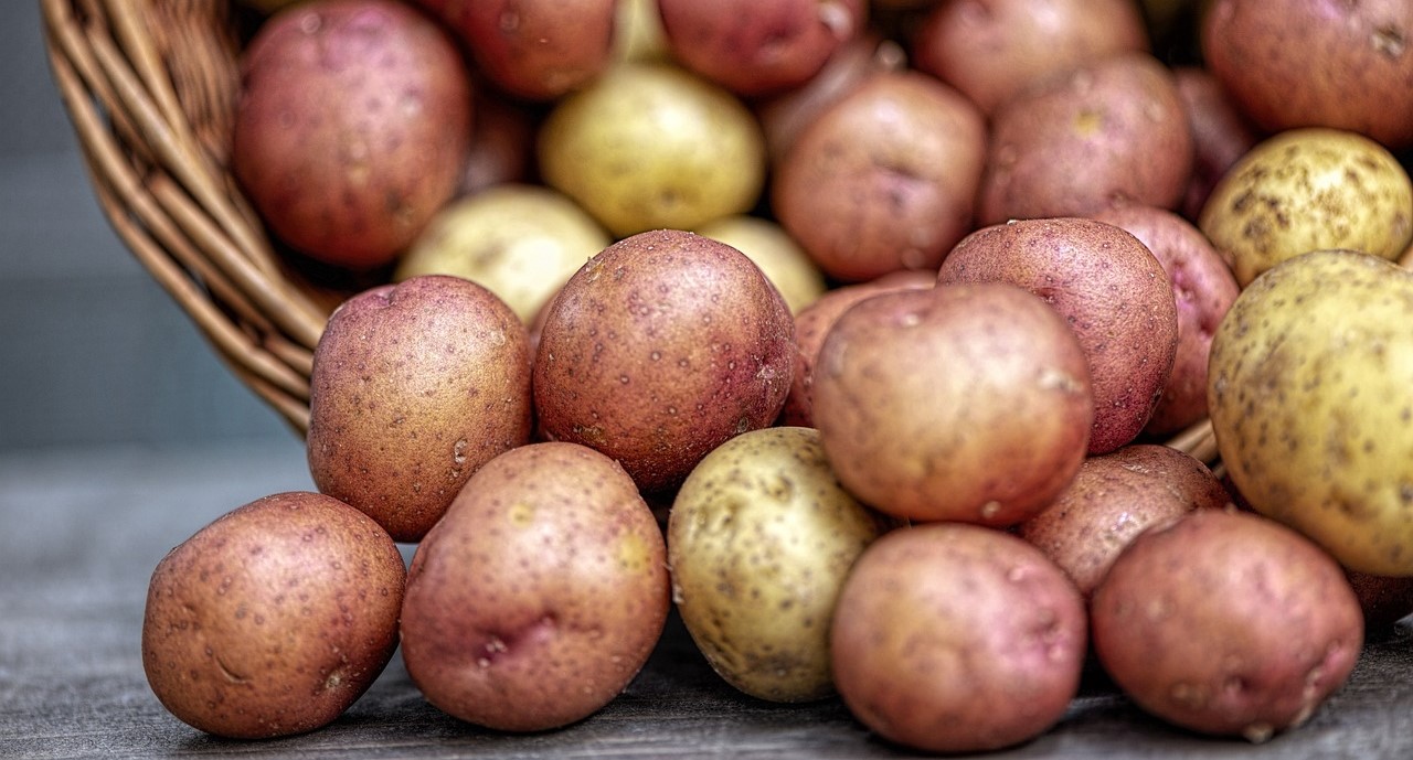 Pommes de terre: des Andes à notre assiette, un aller sans retour