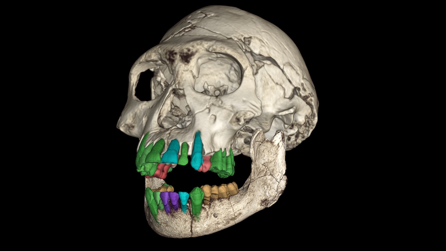 Reconstitution 3D du crâne fossile de l’Homo précoce subadulte du site de Dmanisi © ESRF/Paul Tafforeau, Vincent Beyrand