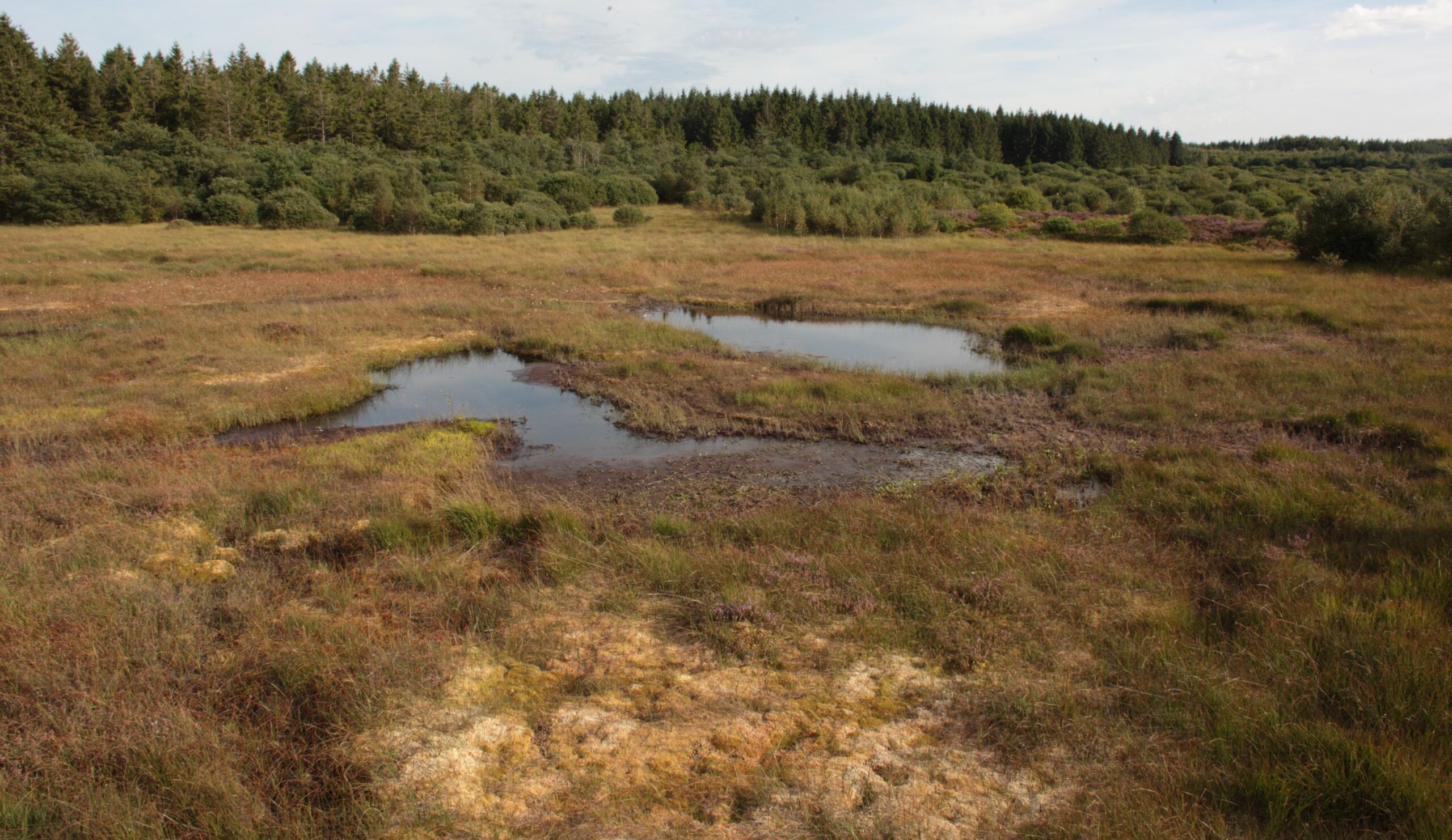 Des cratères criblent le plateau des Hautes Fagnes. Les lithalses, c’est leur nom, ne sont pas des impacts de météorites, mais de véritables cicatrices de la dernière période glaciaire. Le diamètre de ces dépressions est variable et peut atteindre 50 mètres. Leur pourtour est un bourrelet de terre qui s’élève jusqu’à un mètre. Au sein de ces cuvettes plurimillénaires croissent des tourbières.