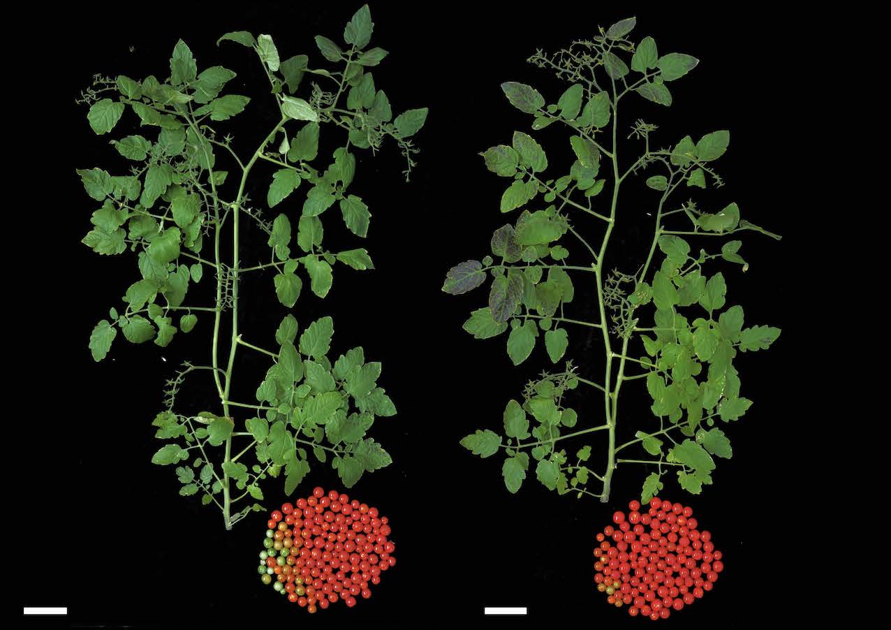 À gauche, un pied de tomate avec une mutation naturelle défavorable. À droite, un autre plant avec la mutation réparée par édition génomique. © Anna Glaus, Unil.