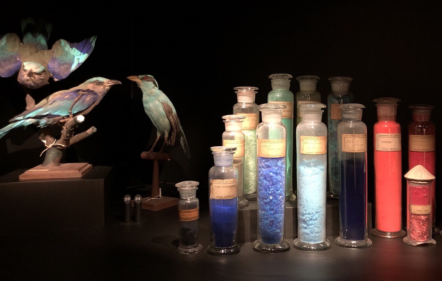 Cabinet de curiosités au Musée L. Photo CDB