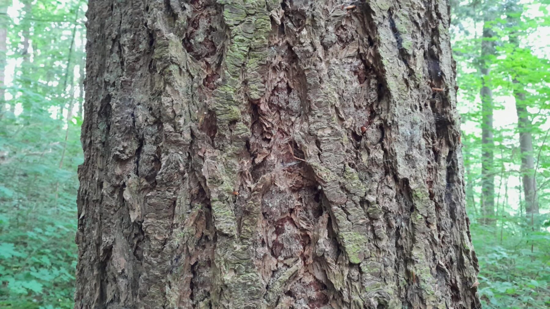 Le potentiel insoupçonné de l’écorce d’arbre