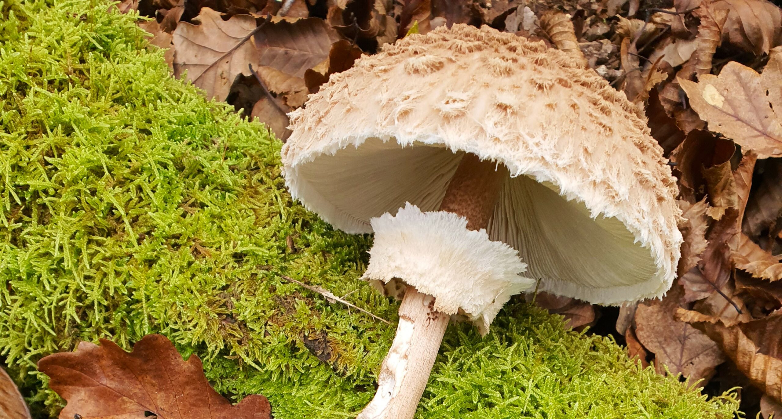 La cueillette des champignons ne s’improvise pas