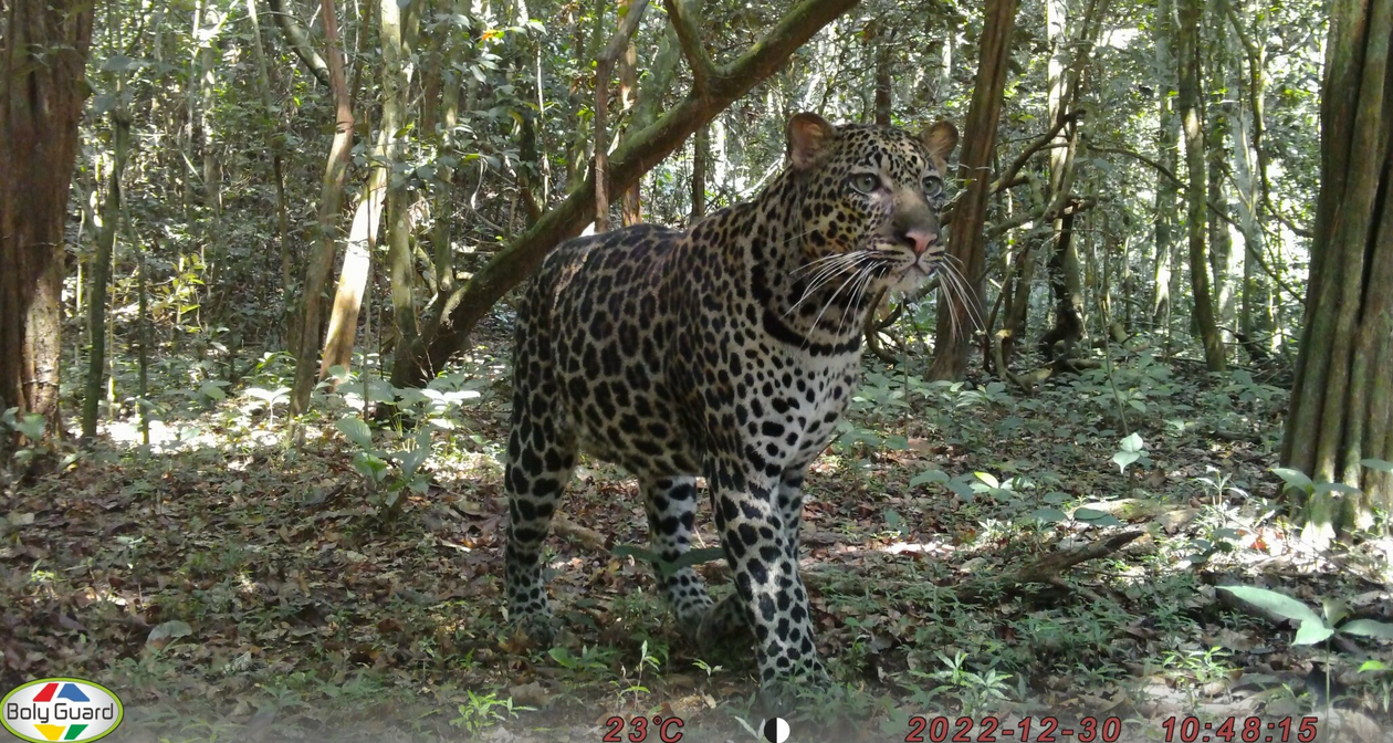 Et si l’équilibre de la forêt tropicale reposait entre les griffes de deux fauves ?