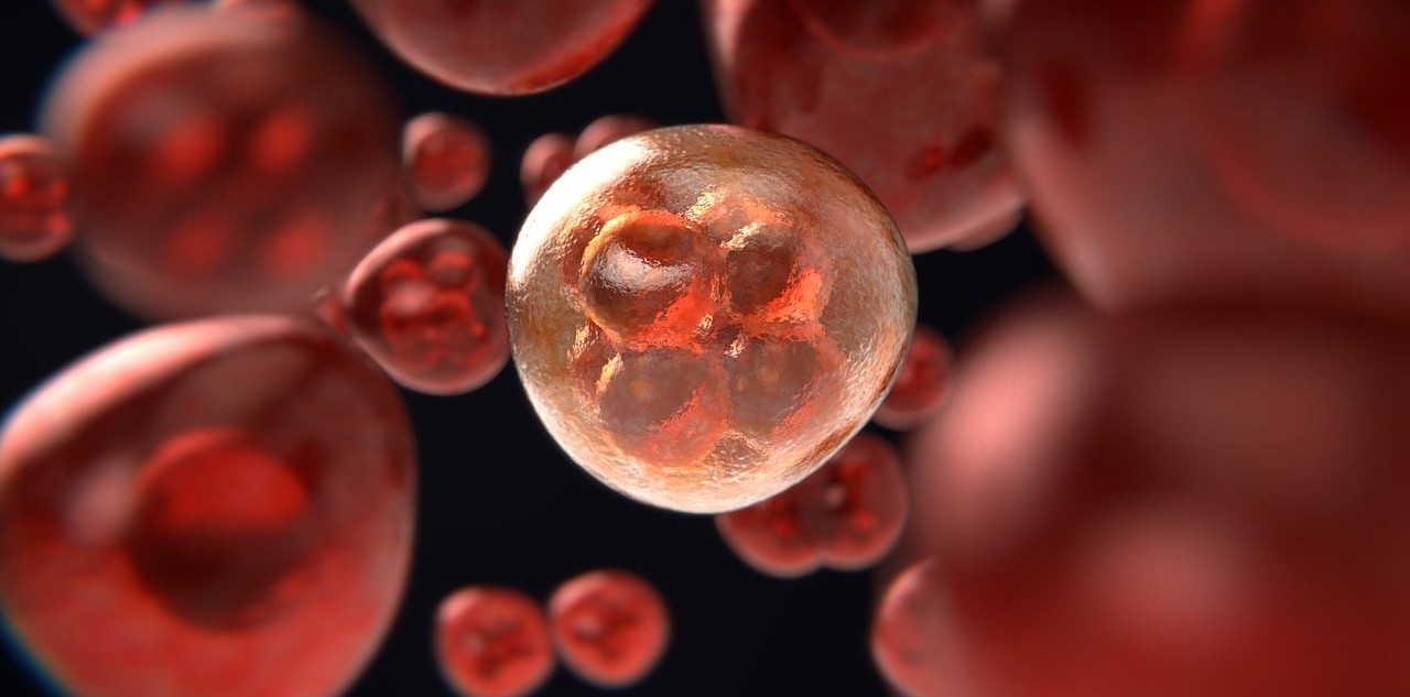 À l’UMons, les forces du vivant au cœur de la médecine de demain