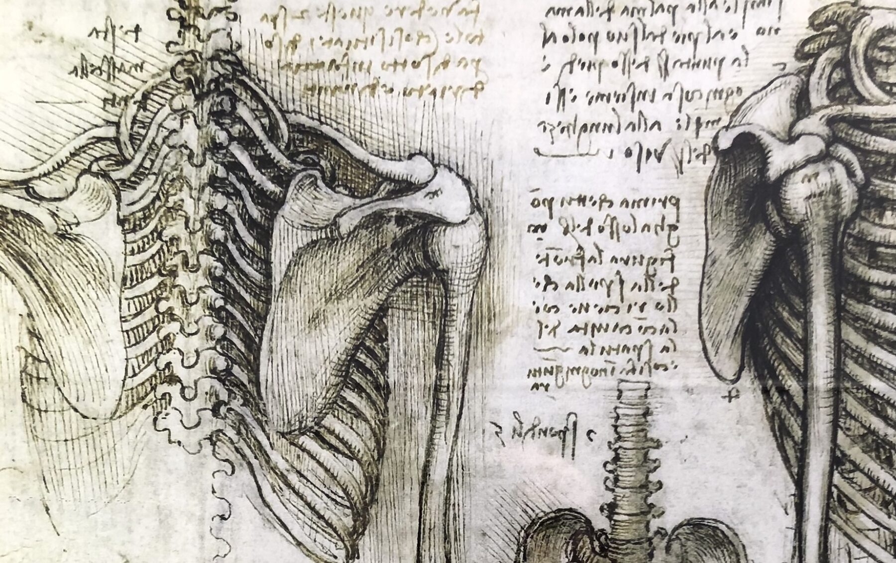 planche anatomique Leonard de Vinci