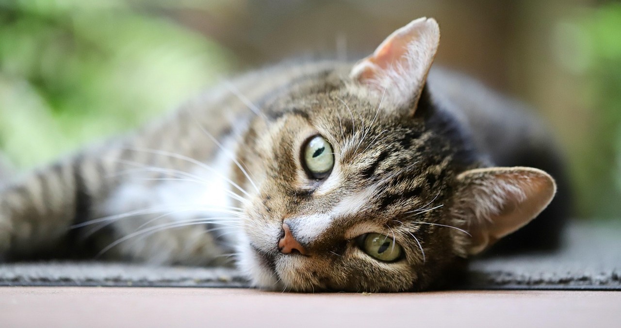 Le chat domestique, un voyageur venu d’Afrique du Nord il y a 2000 ans