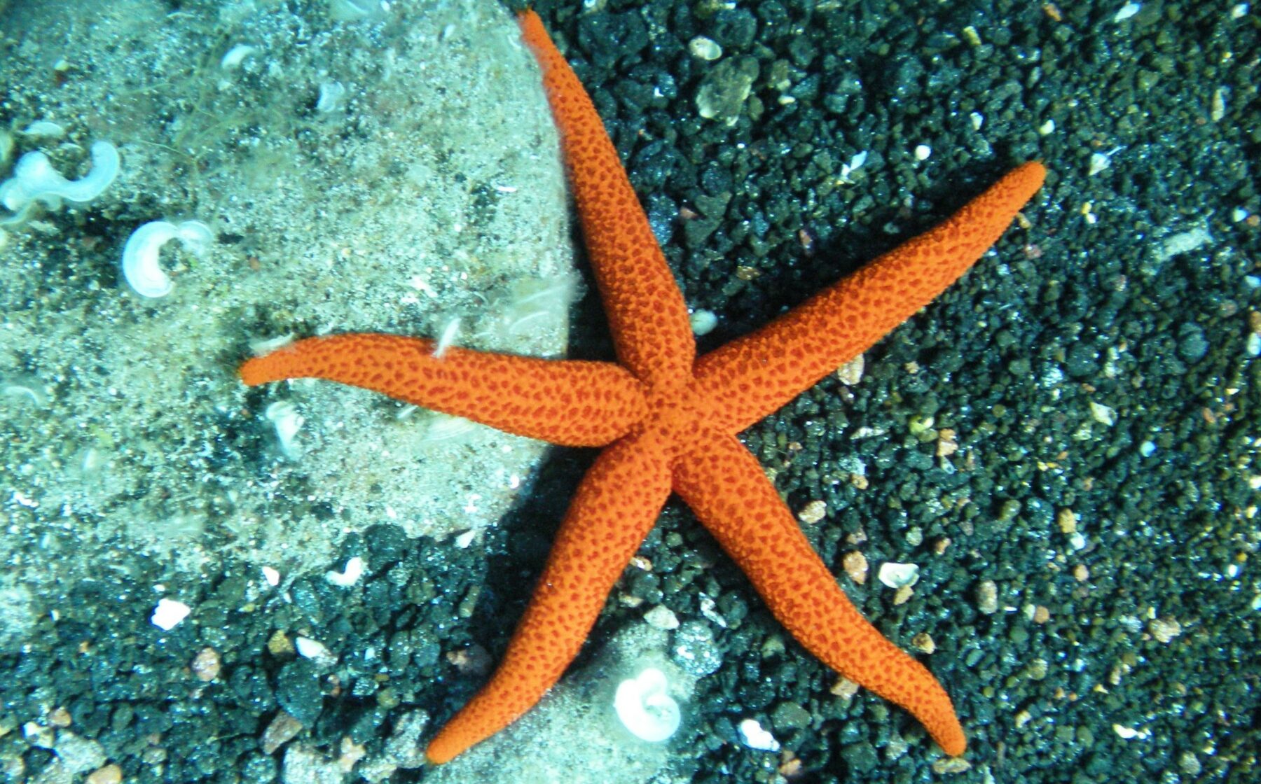 La locomotion de l’étoile de mer, une ingénierie complexe