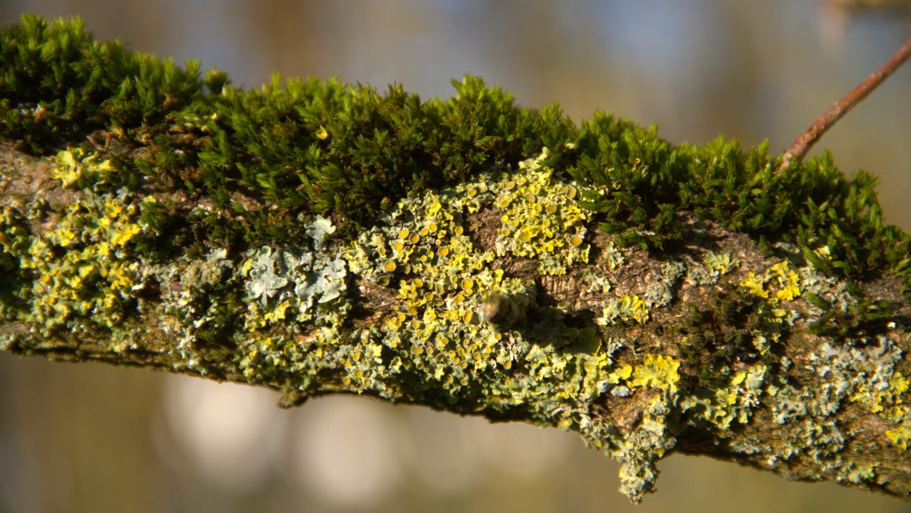 Les lichens, baromètres de la qualité de l’air