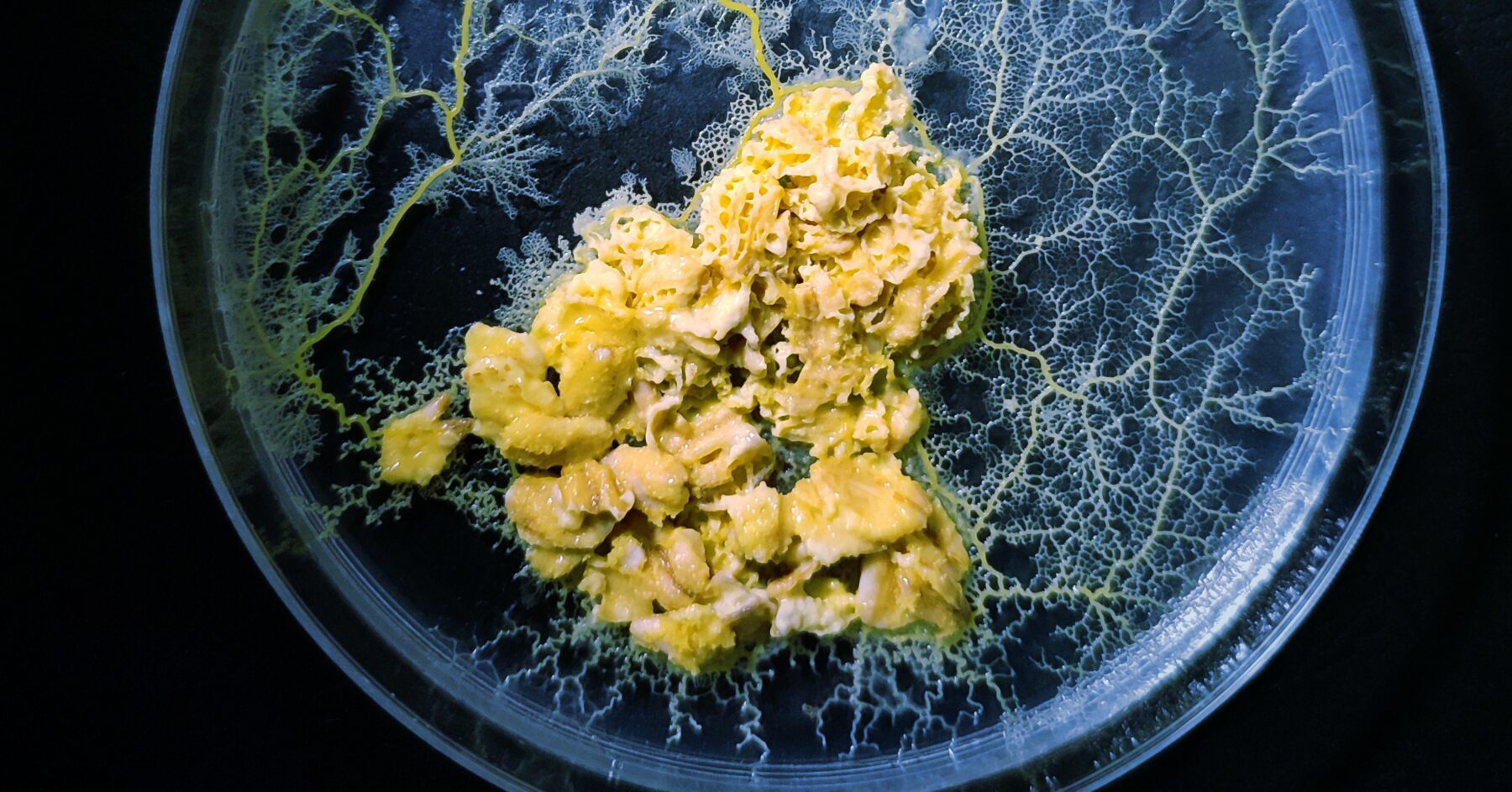 Le blob à l’épreuve des radiations