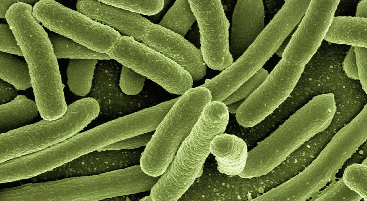 L’hydrogel au cœur de la lutte contre les infections sur prothèses