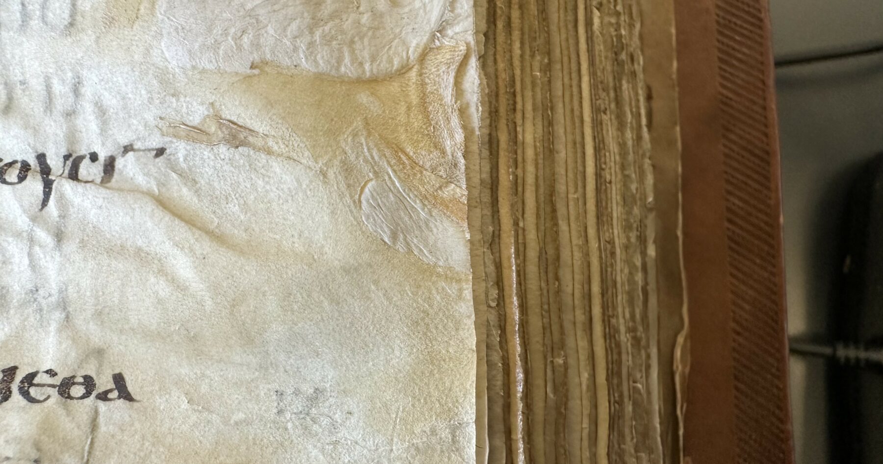 La peau de mouton, gardienne des lois