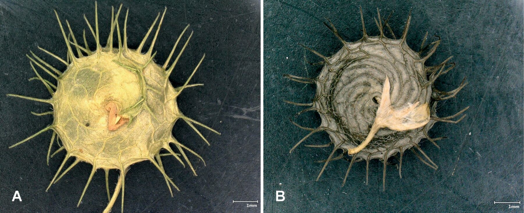 Quand des graines centenaires refont surface le long de la Vesdre