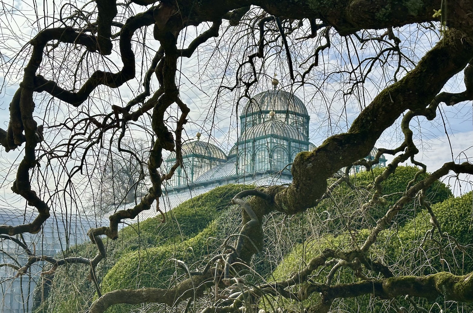 Serre du Congo au domaine royal de Laeken. © CDB