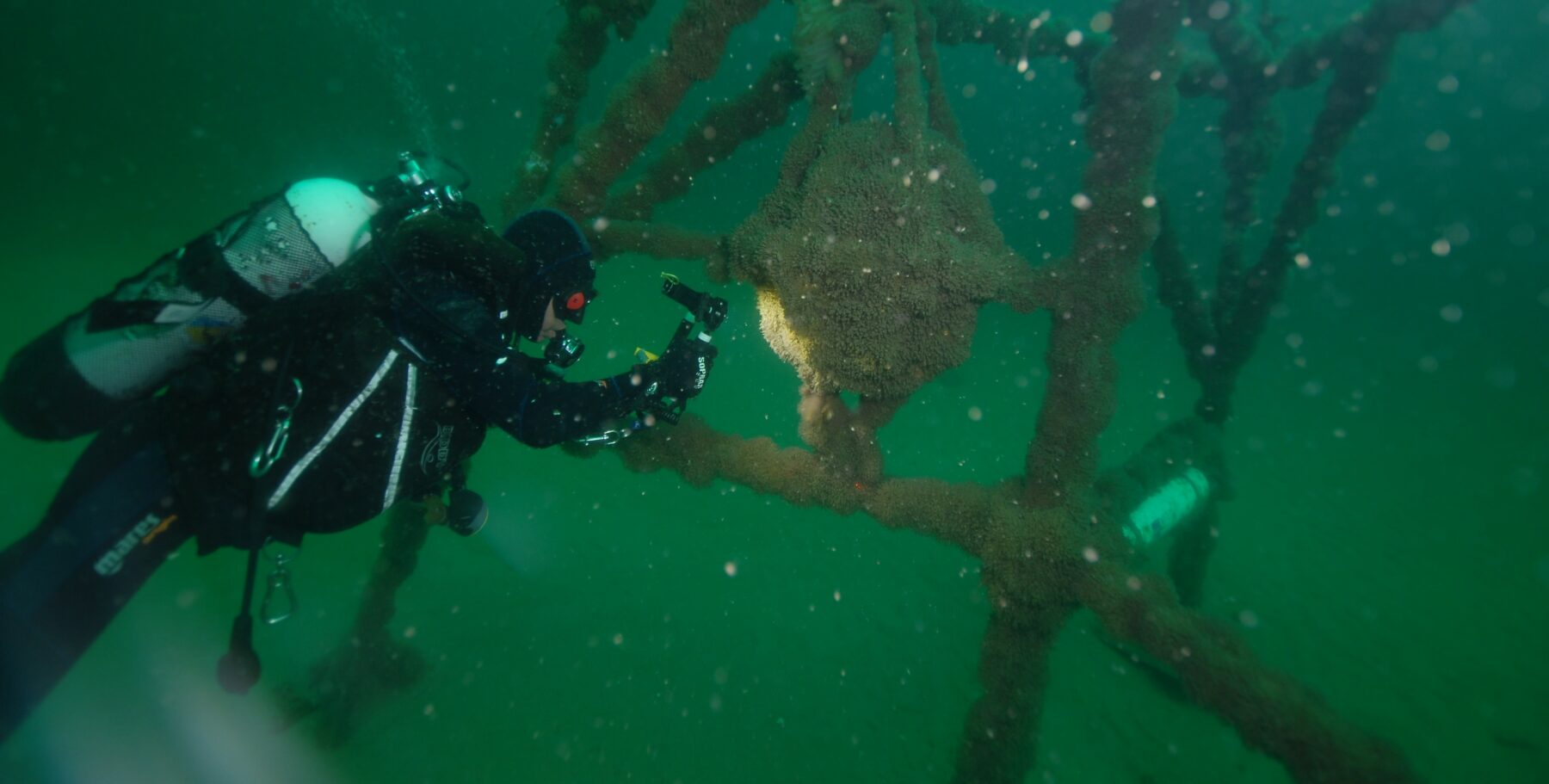 Plongée scientifique : 25 ans d’exploration sous-marine en mer du Nord