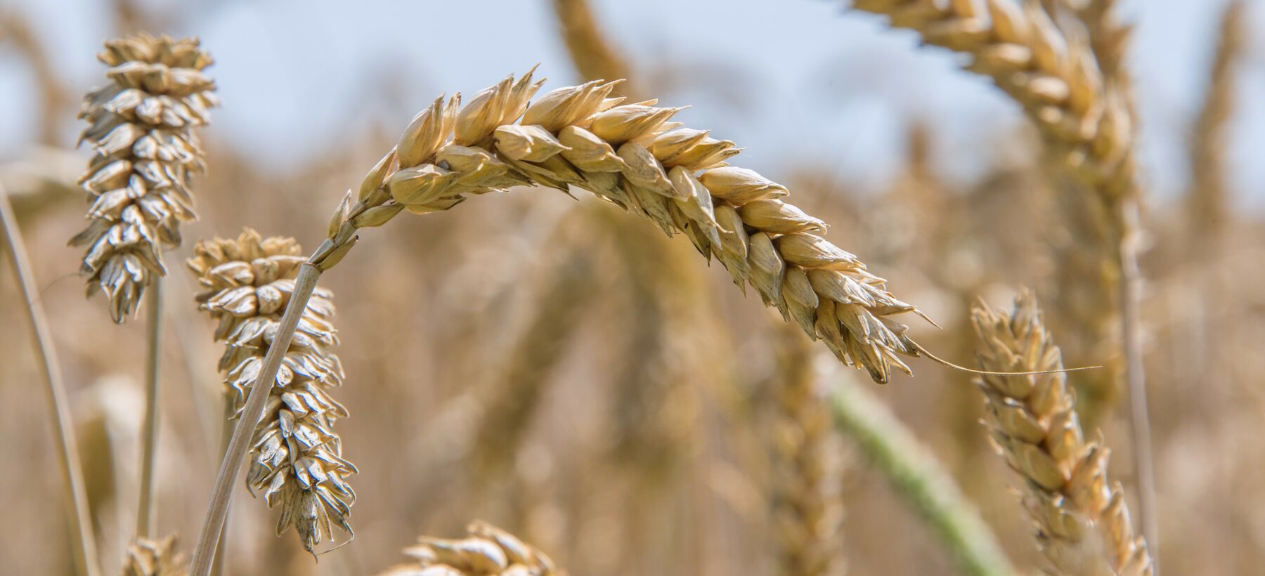 Ménopause, et si la solution venait… du blé ?