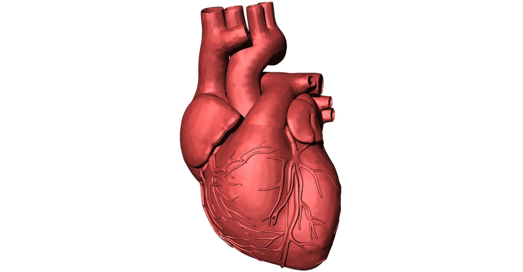 Bloquer la progression de l’insuffisance cardiaque