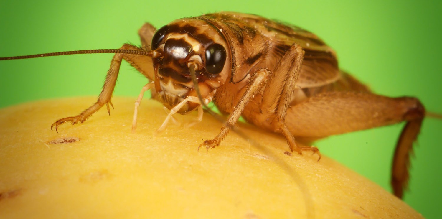 Vos muffins, avec ou sans insectes?